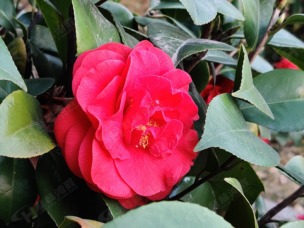 桂林鴻程花團(tuán)錦簇，滿園春色，邀您一起共賞春景，共商大計！
